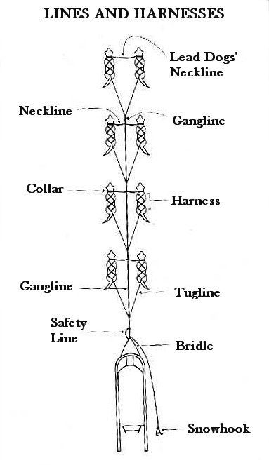 A schematic showing the arrangement of dog harnesses